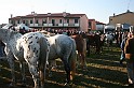 In prà della Antica Fiera di Arsego (10)